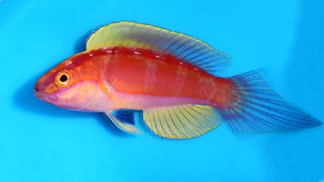 Rose-band Fairy Wrasse in a marine aquarium