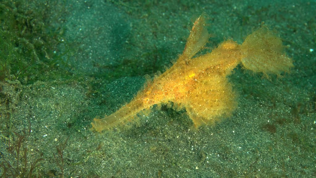 Roughsnout Ghost Pipefish in a marine aquarium