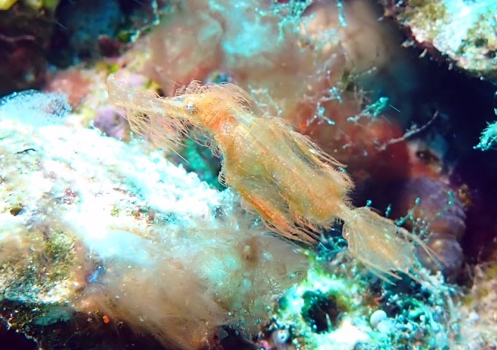 Roughsnout Ghost Pipefish in a marine aquarium