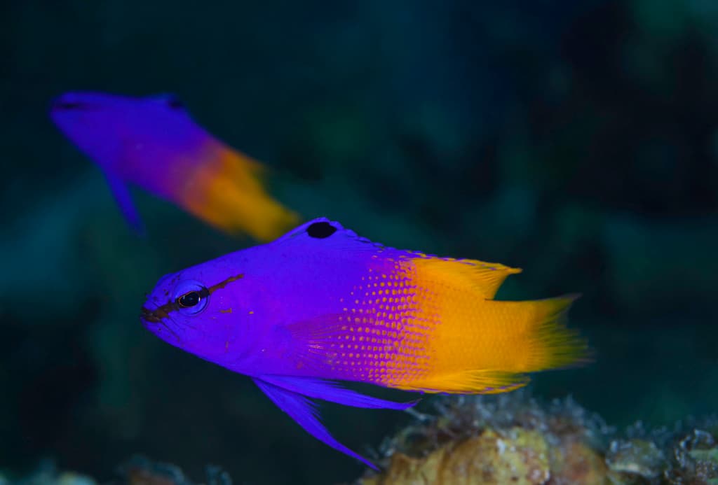 Royal Gramma showing purple and yellow coloration