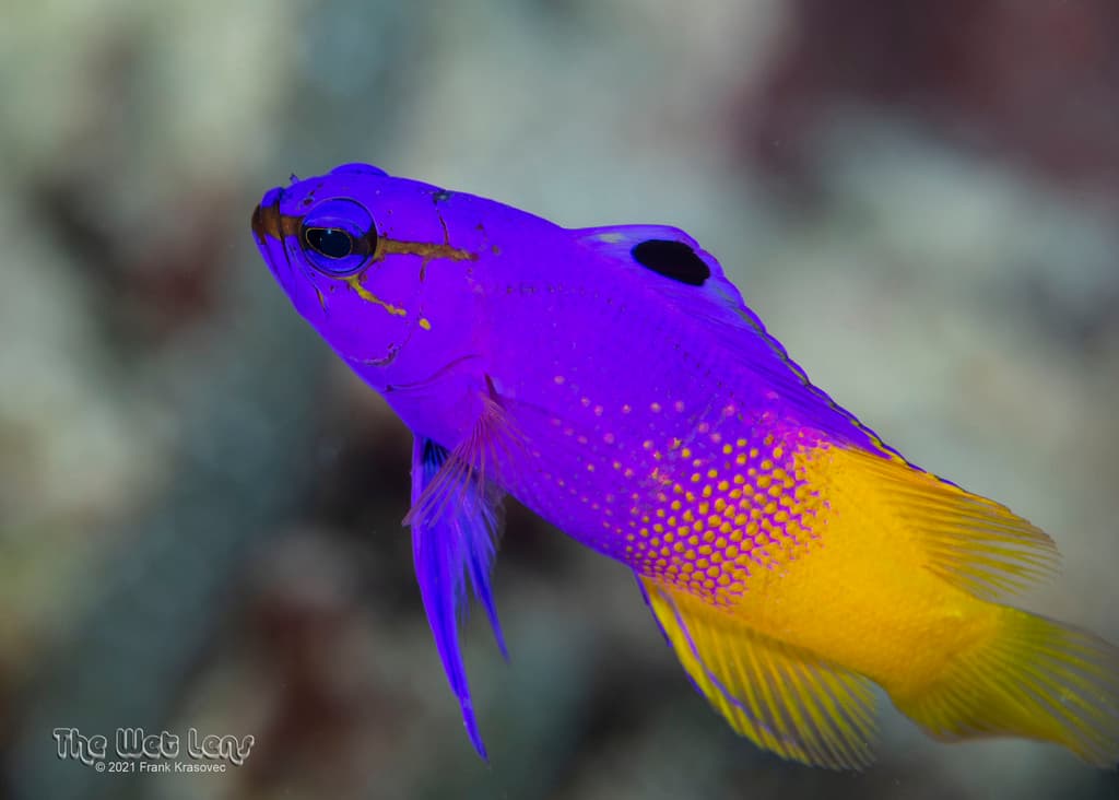Royal Gramma in reef crevice