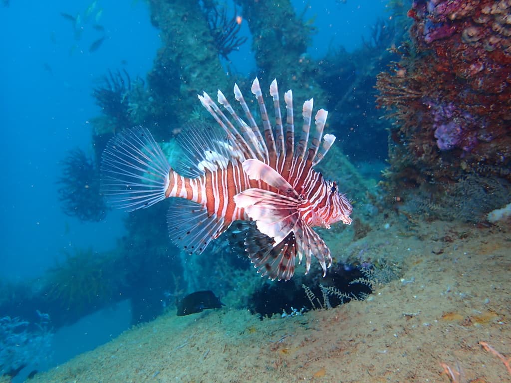 Russell Lionfish in a marine aquarium