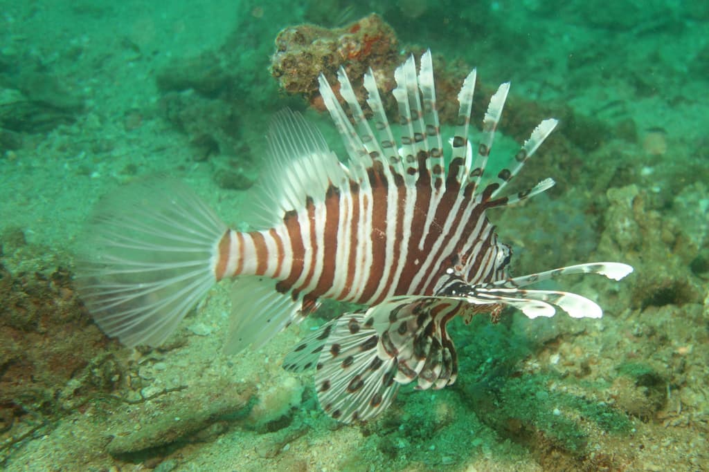 Russell Lionfish in a marine aquarium