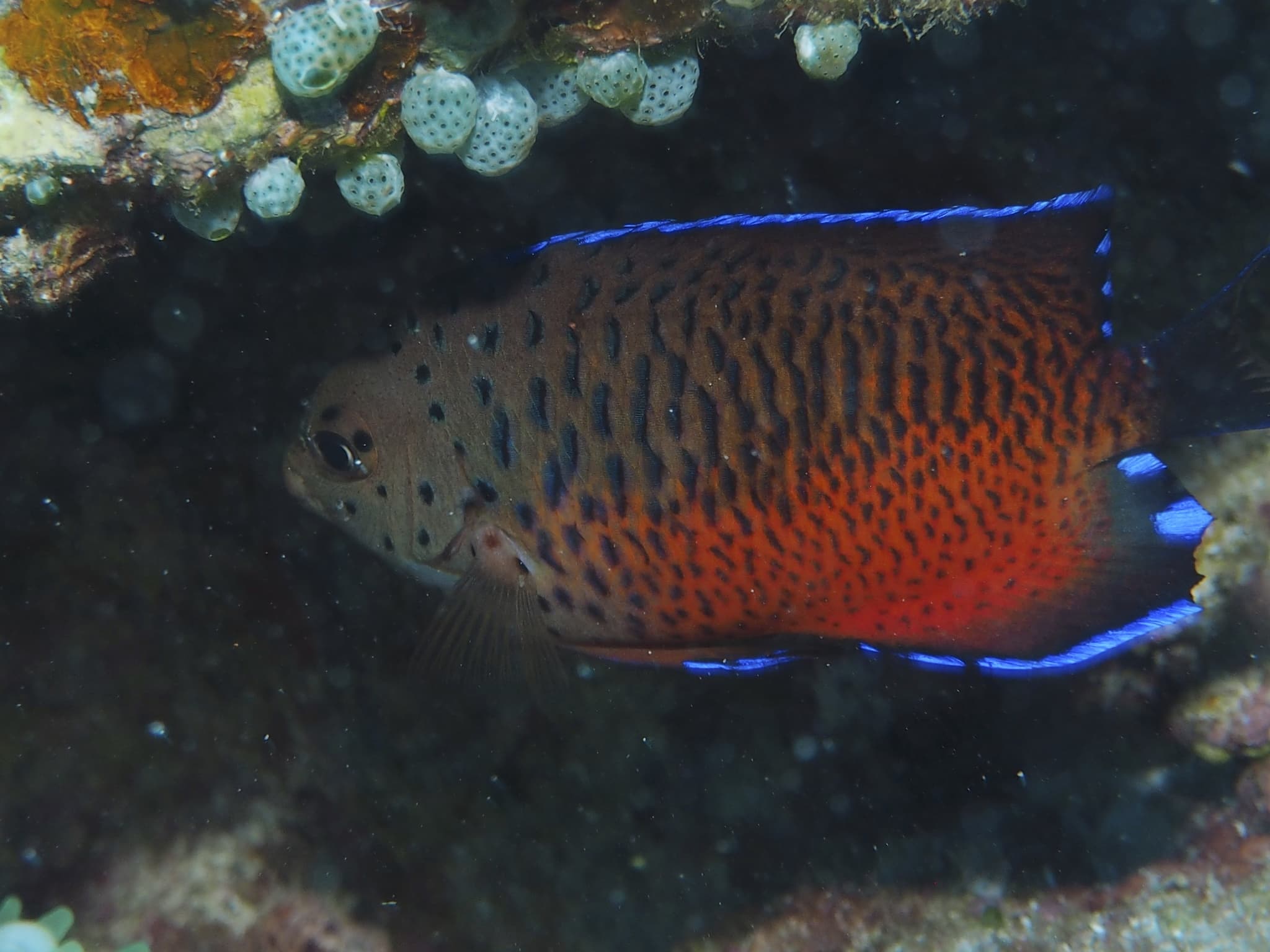 Rusty Angelfish in a marine aquarium