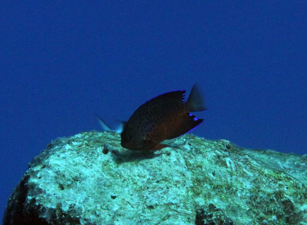 Rusty Angelfish in a marine aquarium