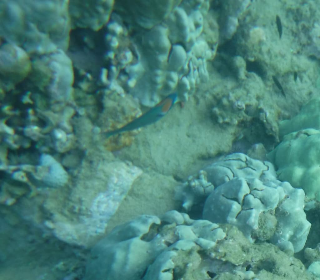 Saddle Wrasse in a marine aquarium