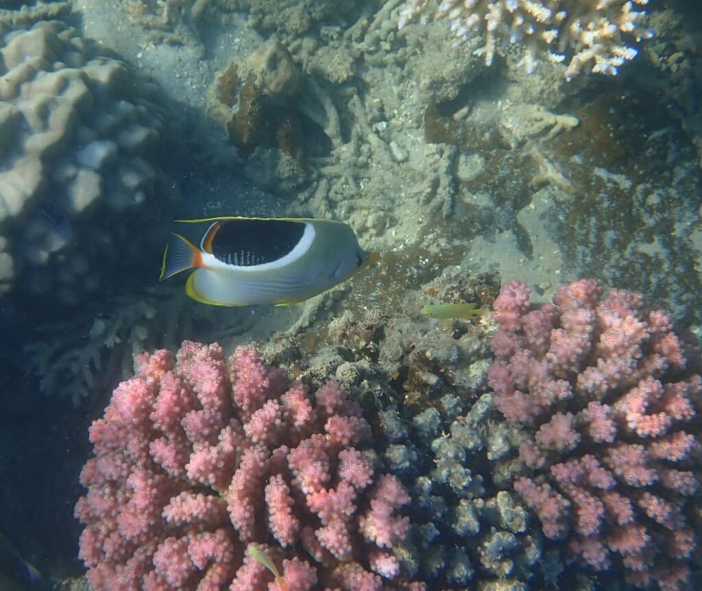 Saddleback Butterflyfish in a marine aquarium