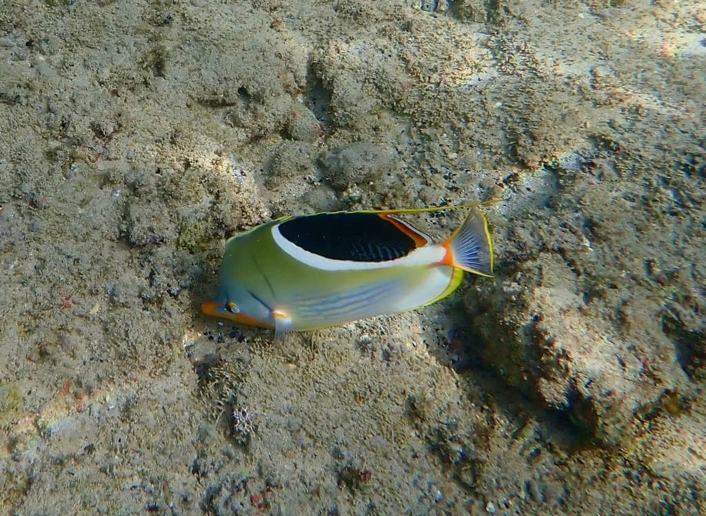 Saddleback Butterflyfish in a marine aquarium