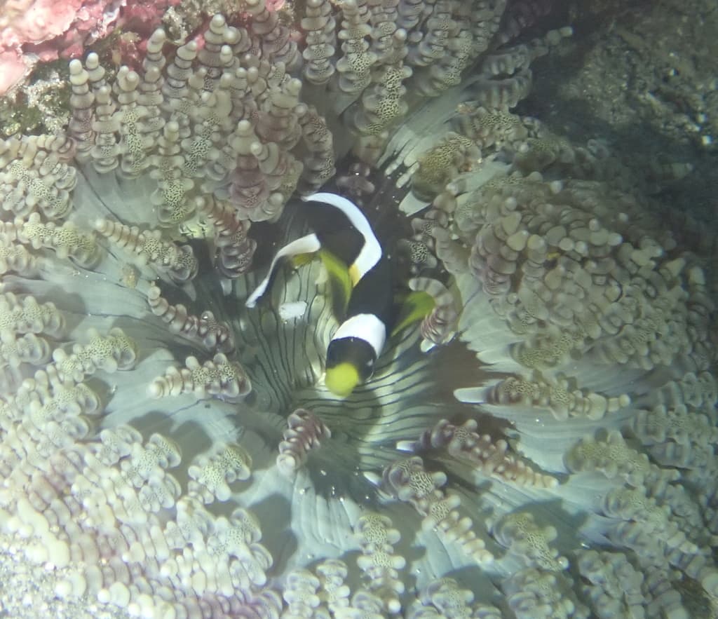 Saddleback Clownfish in a marine aquarium