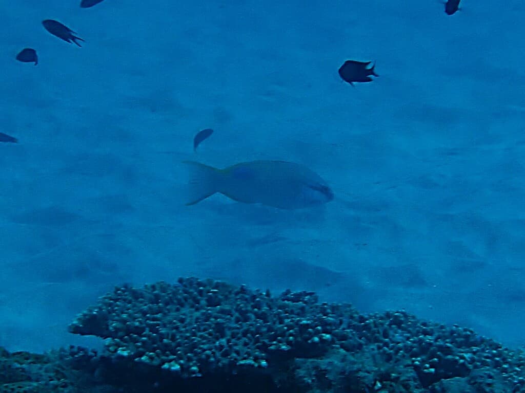 Saddleback Hogfish in a marine aquarium