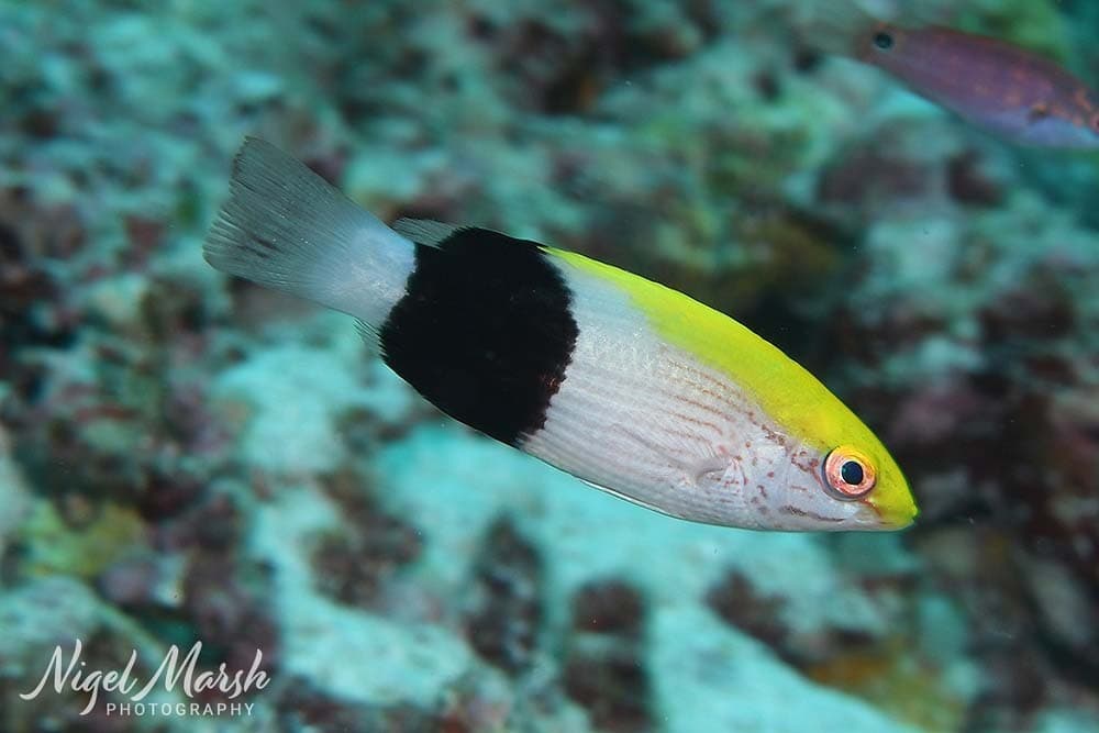 Saddleback Hogfish in a marine aquarium