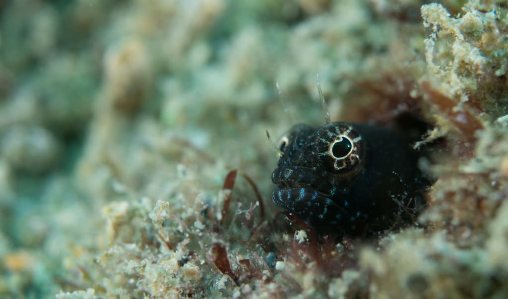 Sailfin Blenny in a marine aquarium