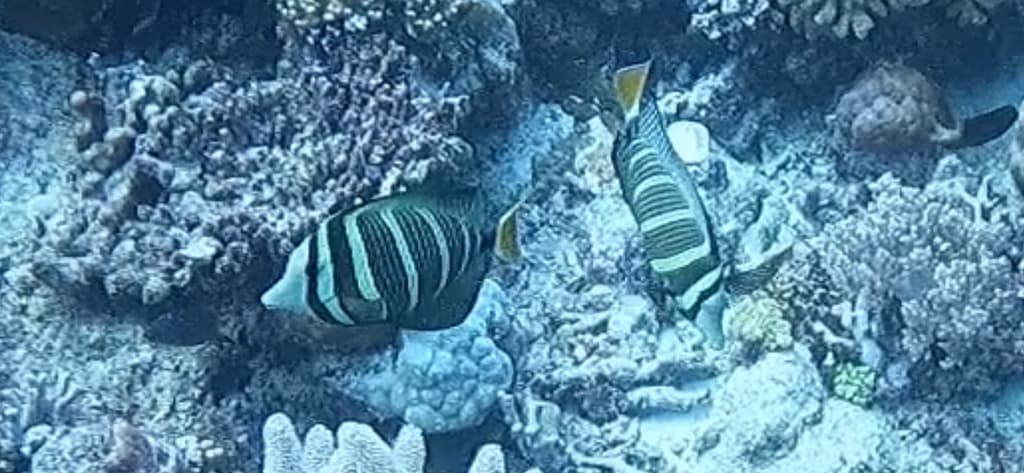 Sailfin Tang in a marine aquarium
