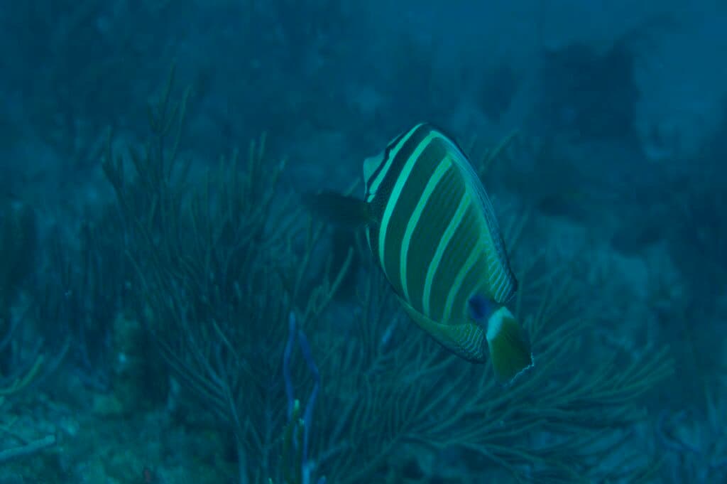 Sailfin Tang in a marine aquarium