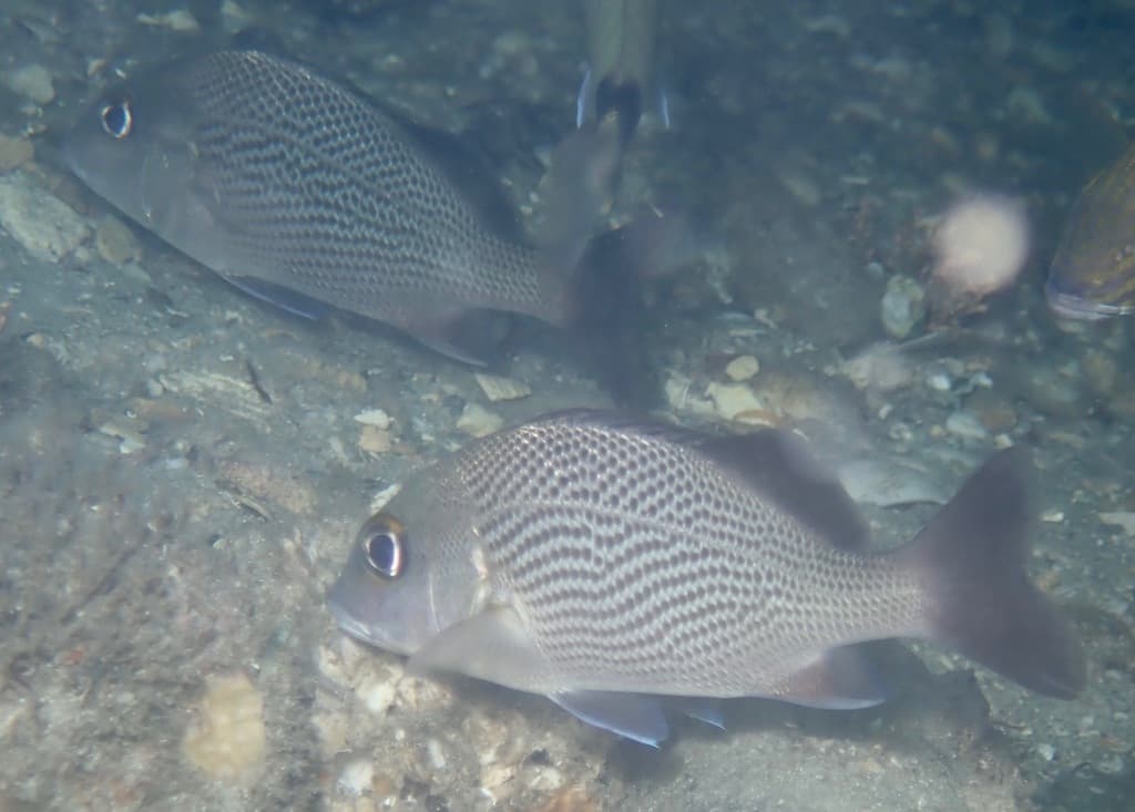 Sailors Choice in a marine aquarium