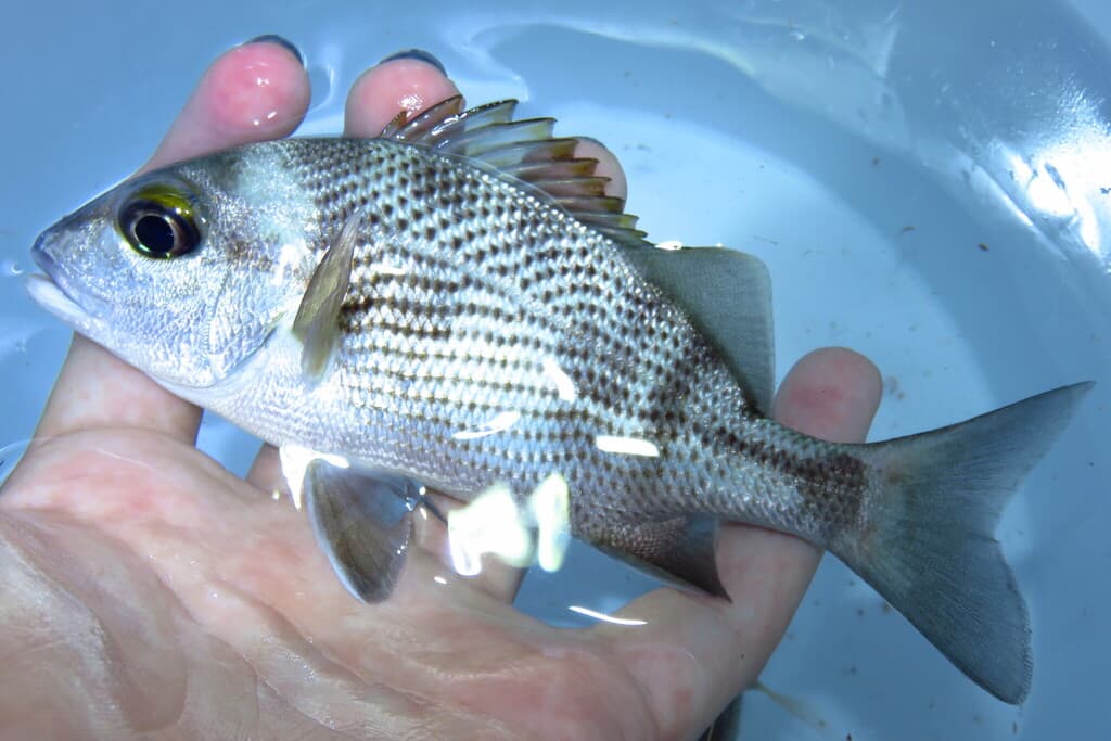 Sailors Choice in a marine aquarium