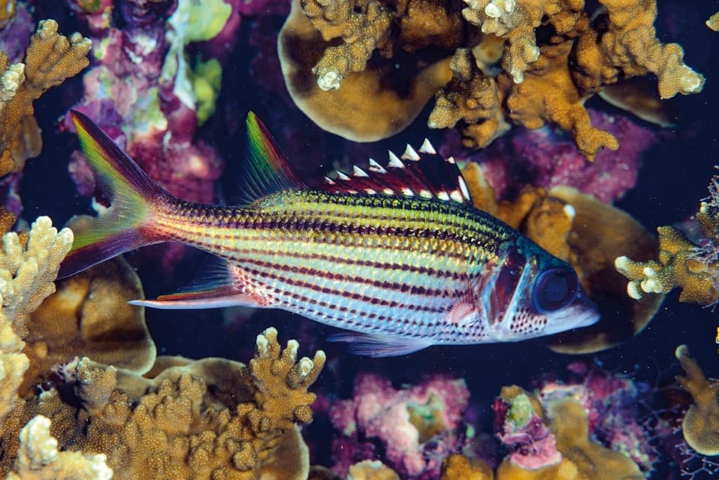 Sammara Squirrelfish in a marine aquarium