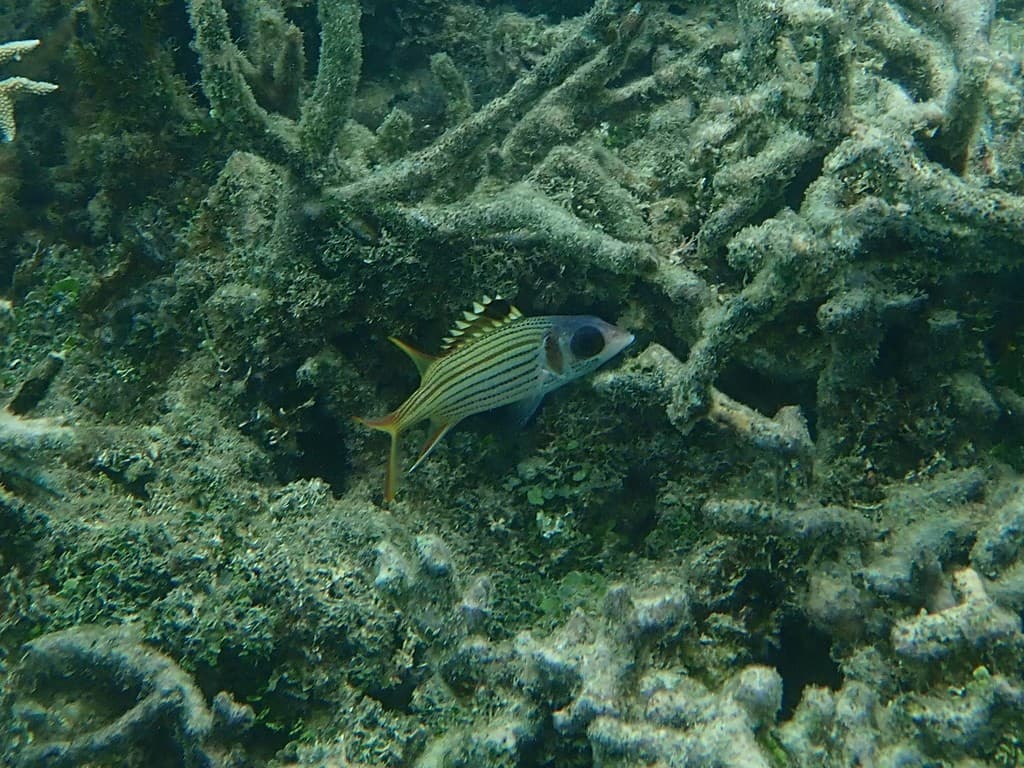 Sammara Squirrelfish in a marine aquarium