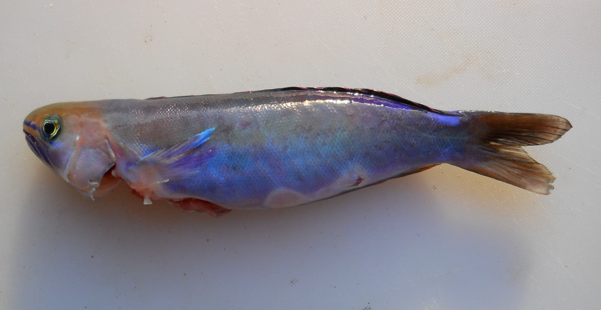 Sand Tilefish in a marine aquarium