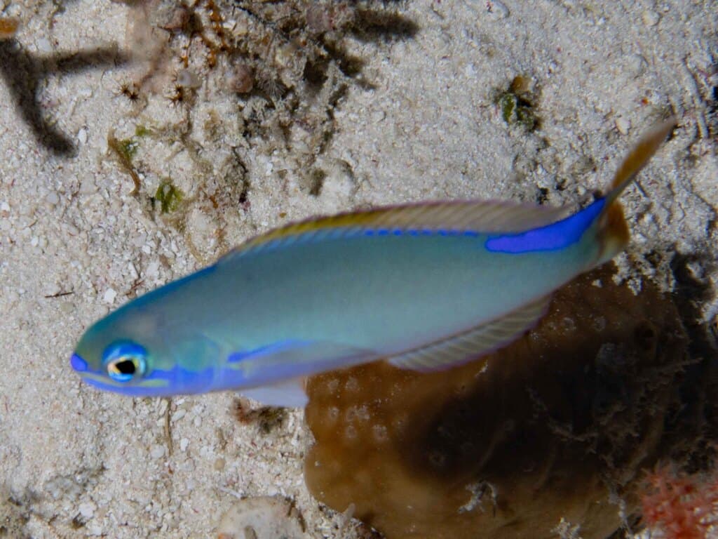 Sand Tilefish displaying pastel blue and yellow coloration in a marine aquarium