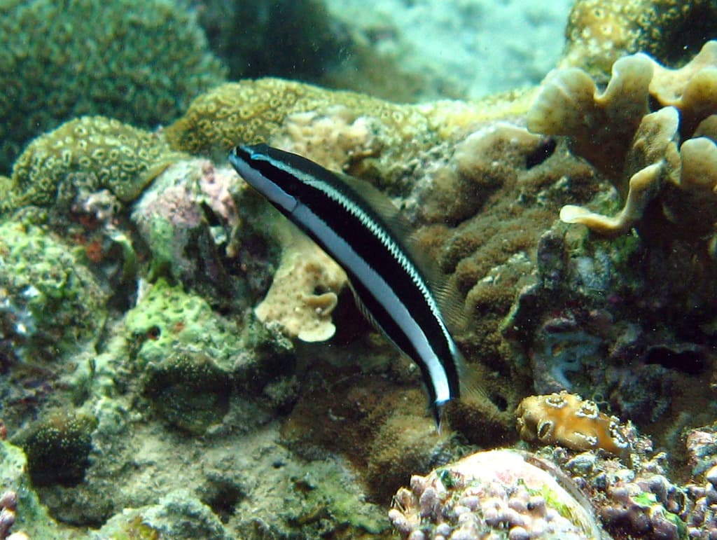 Sankey Dottyback in a marine aquarium