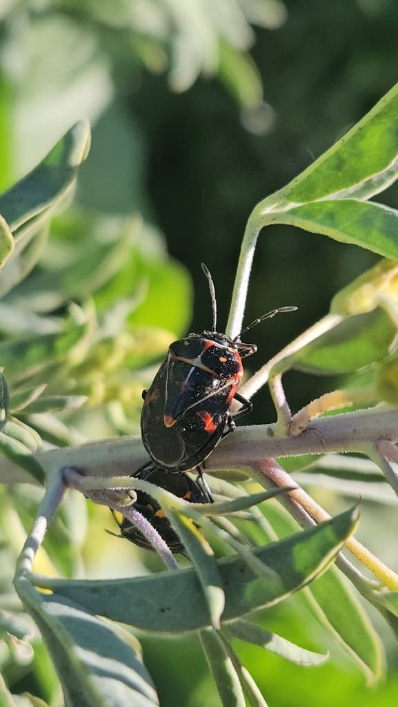 Sargassum Frogfish in a marine aquarium
