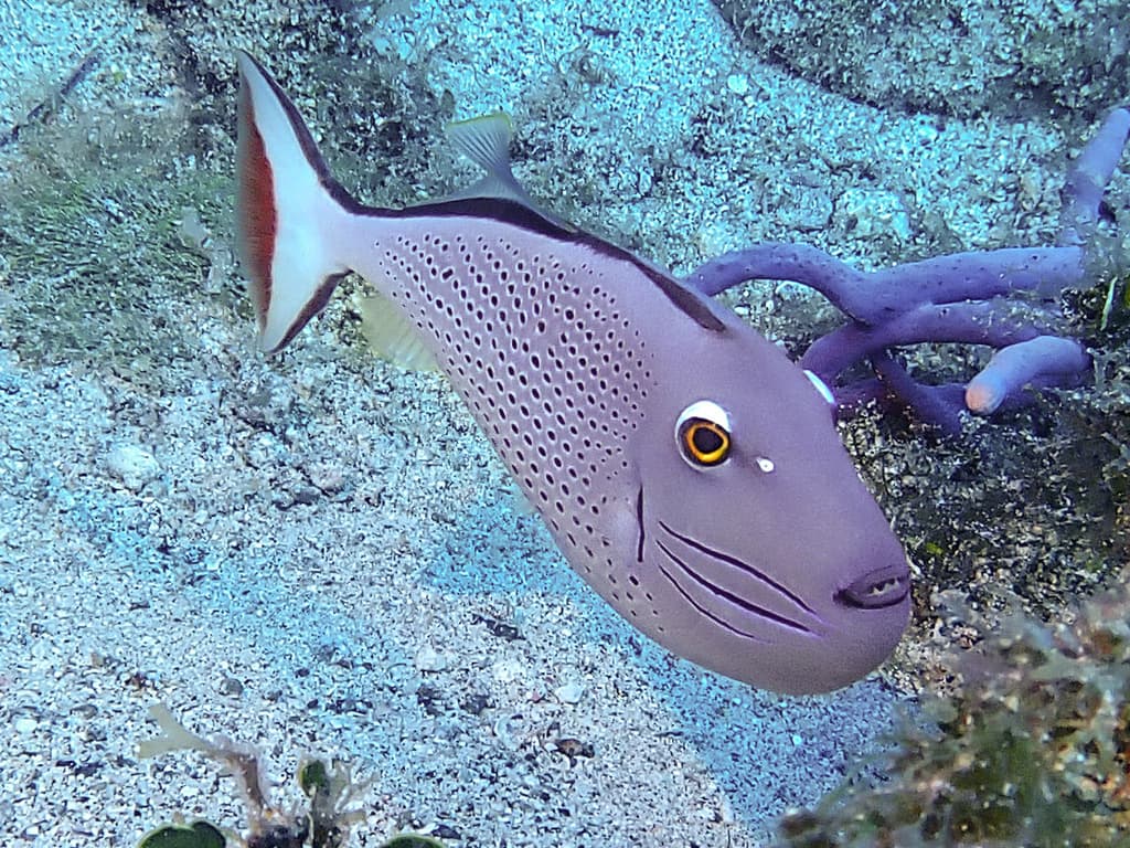 Sargassum Triggerfish in a marine aquarium