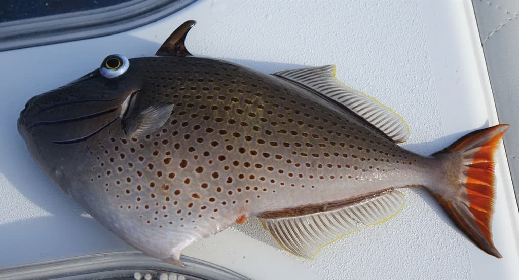 Sargassum Triggerfish in a marine aquarium