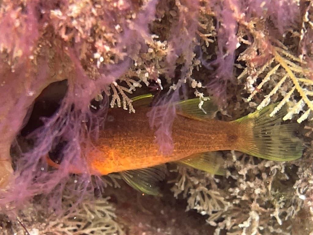 Sawcheek Cardinalfish in a marine aquarium