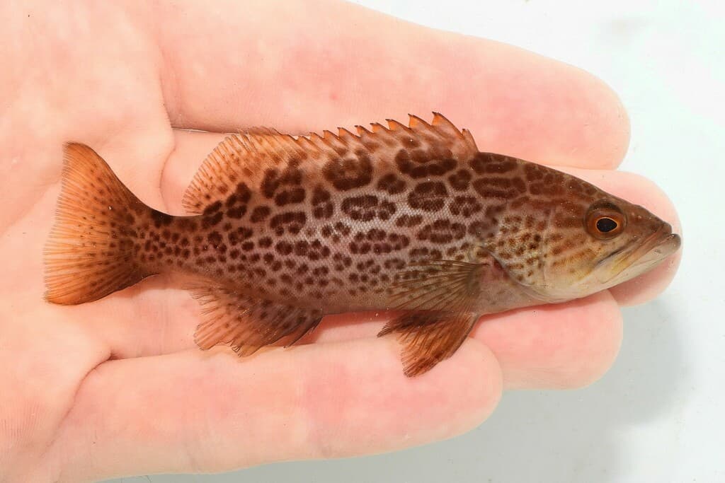 Scamp Grouper in a marine aquarium