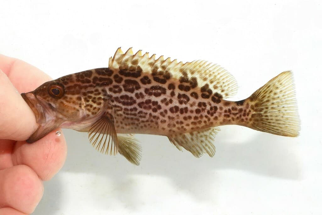 Scamp Grouper in a marine aquarium