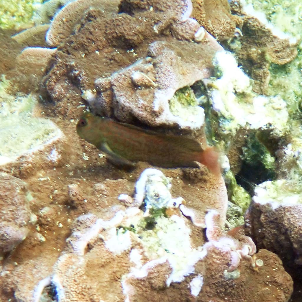 Scarface Blenny in a marine aquarium