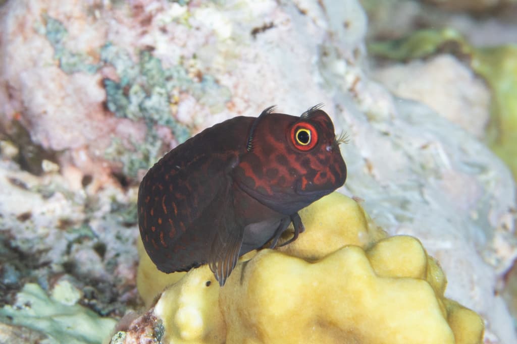 Scarface Blenny on reef rock
