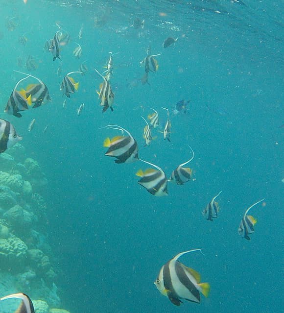 Schooling Bannerfish in a marine aquarium
