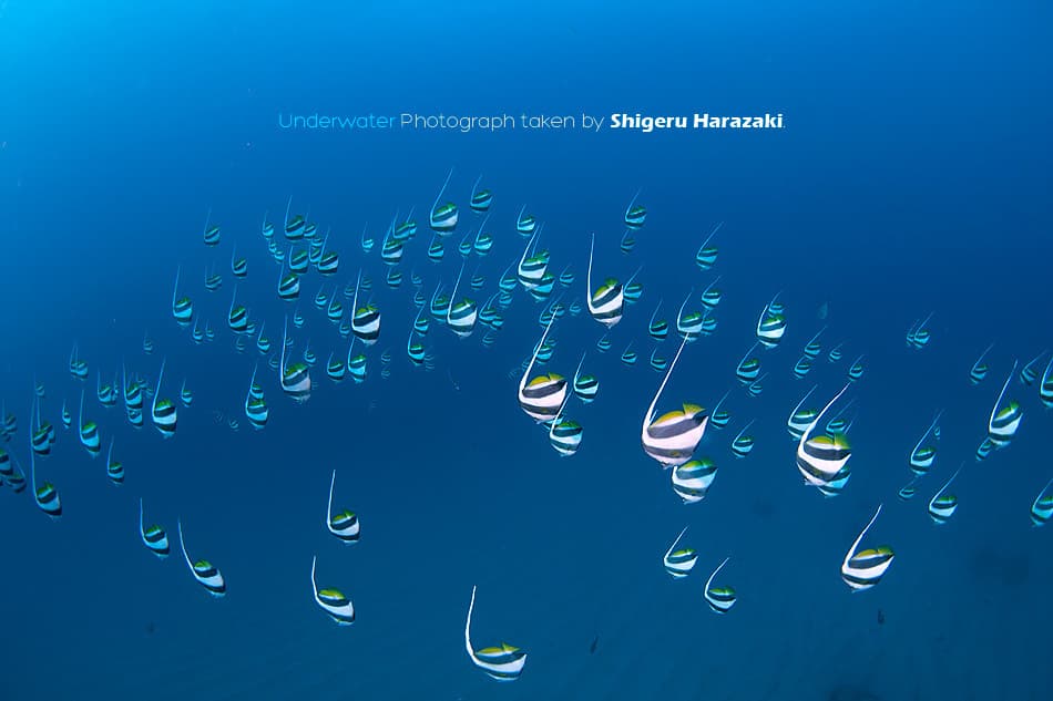 Schooling Bannerfish in a marine aquarium
