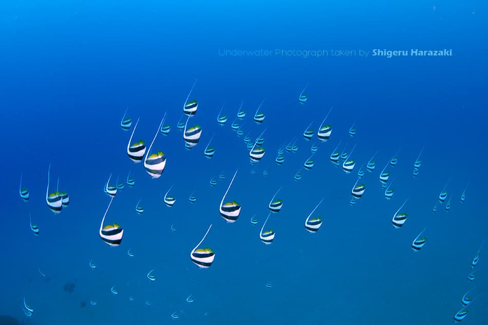 Schooling Bannerfish in a marine aquarium