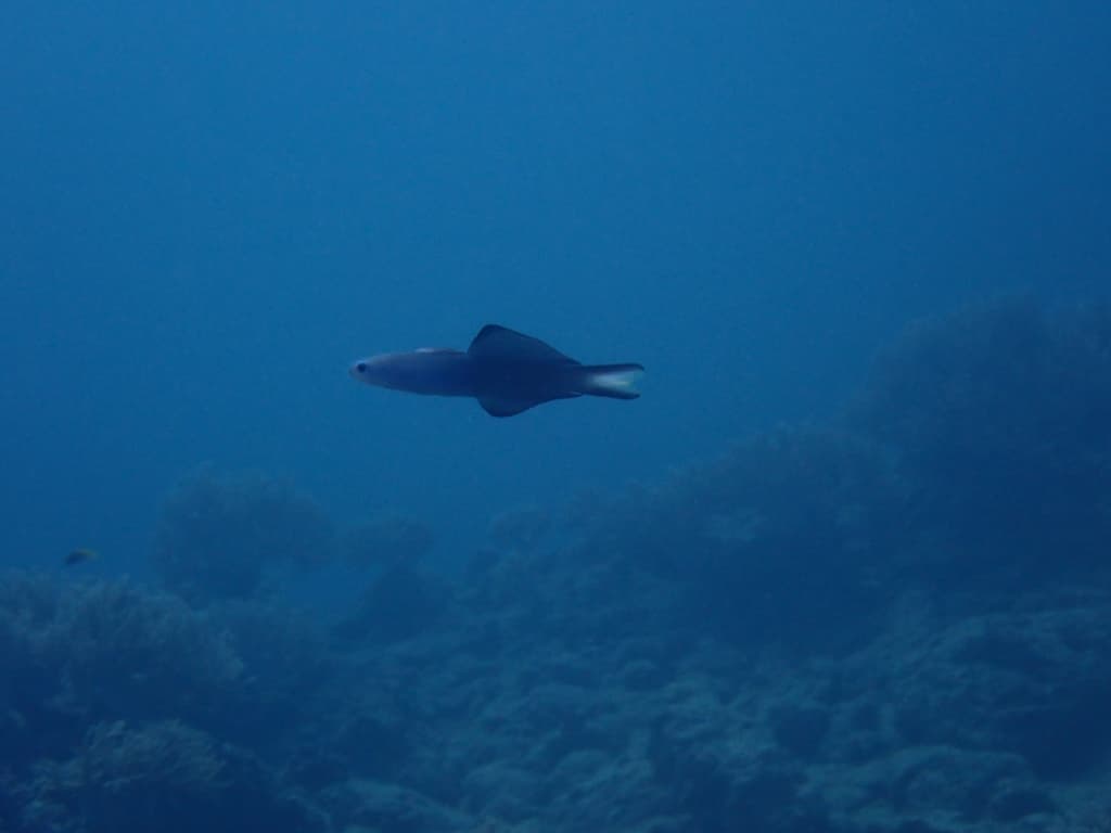 Scissortail Dartfish in a marine aquarium