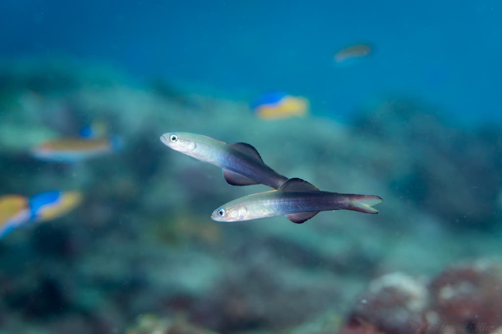Scissortail Dartfish in a marine aquarium