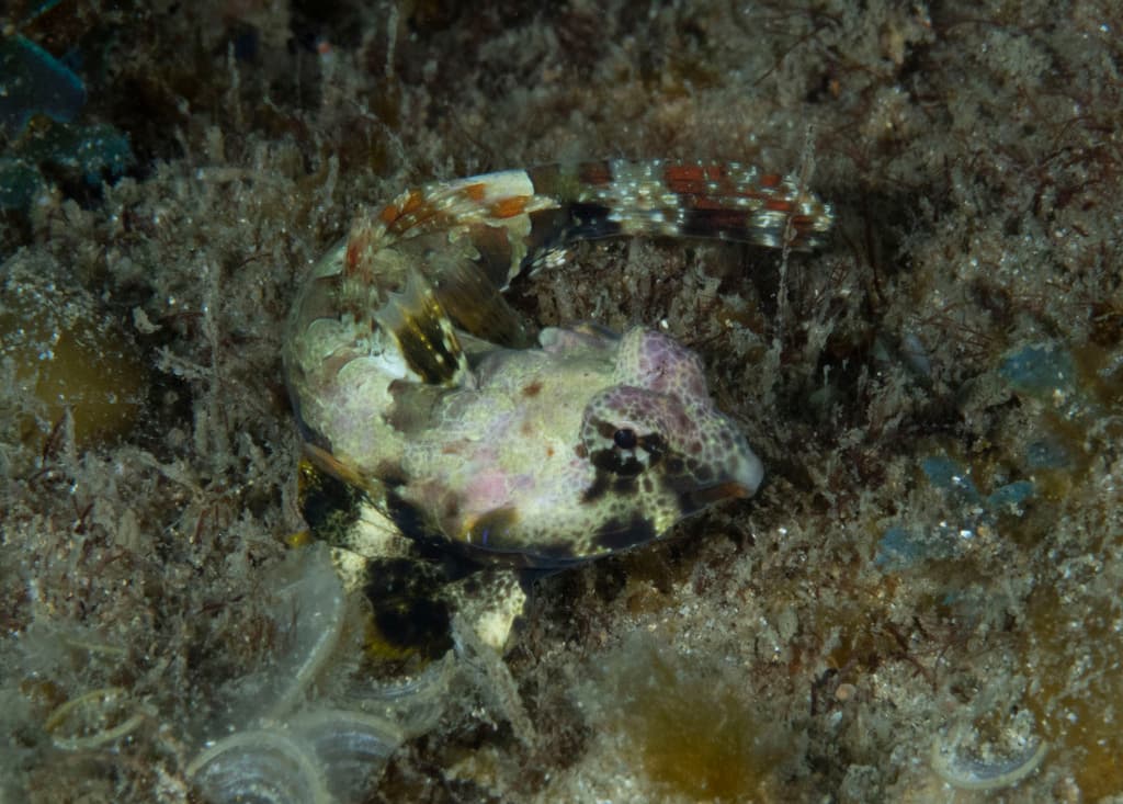 Ocellated Dragonet displaying tall dorsal fin with eyespot