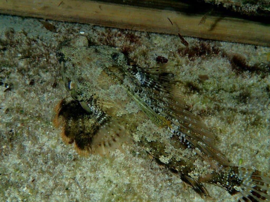 Scooter Blenny close-up showing intricate body markings