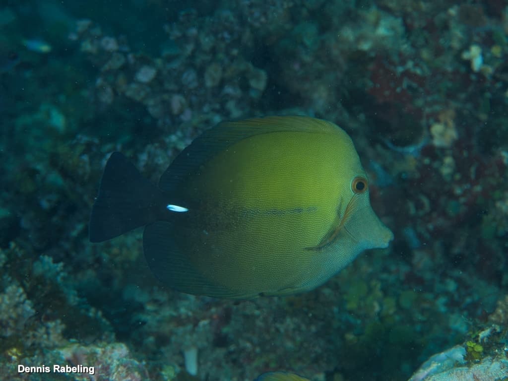 Scopas Tang in a marine aquarium