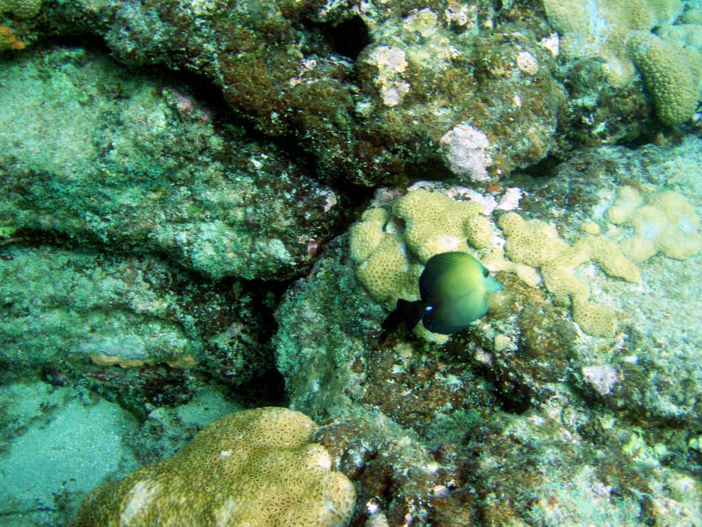 Scopas Tang in a marine aquarium