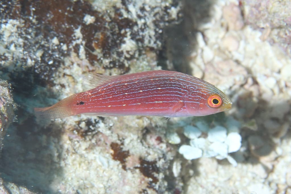 Scott's Fairy Wrasse in a marine aquarium