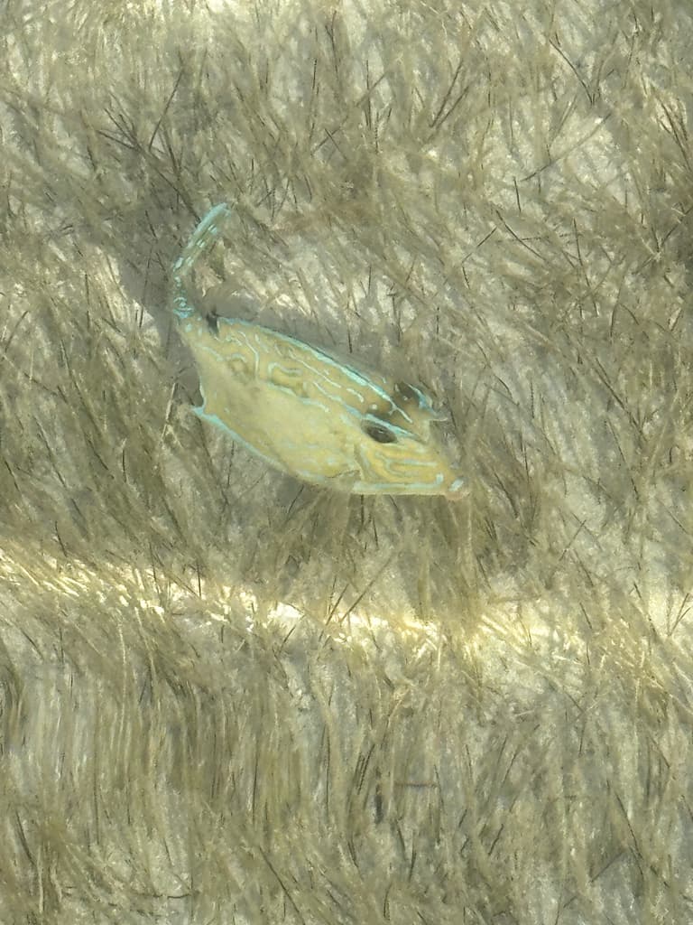 Scrawled Cowfish in a marine aquarium