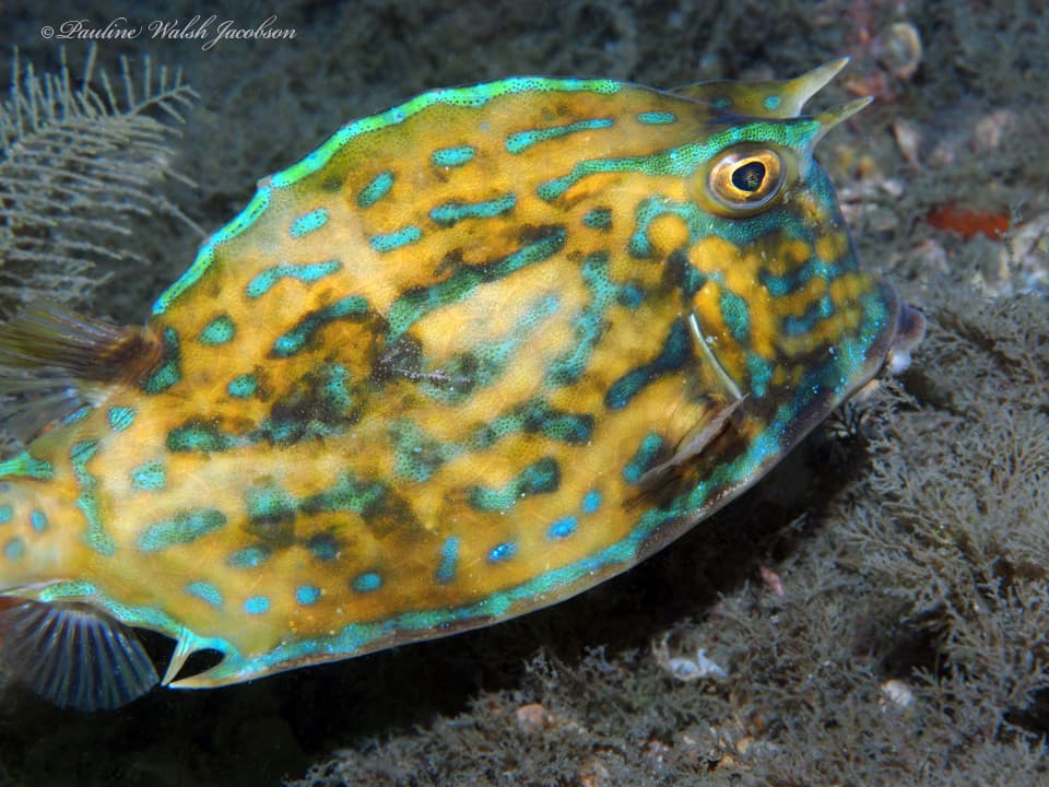 Scrawled Cowfish in a marine aquarium
