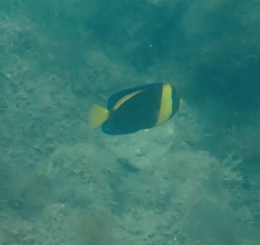 Scribbled Angelfish in a marine aquarium