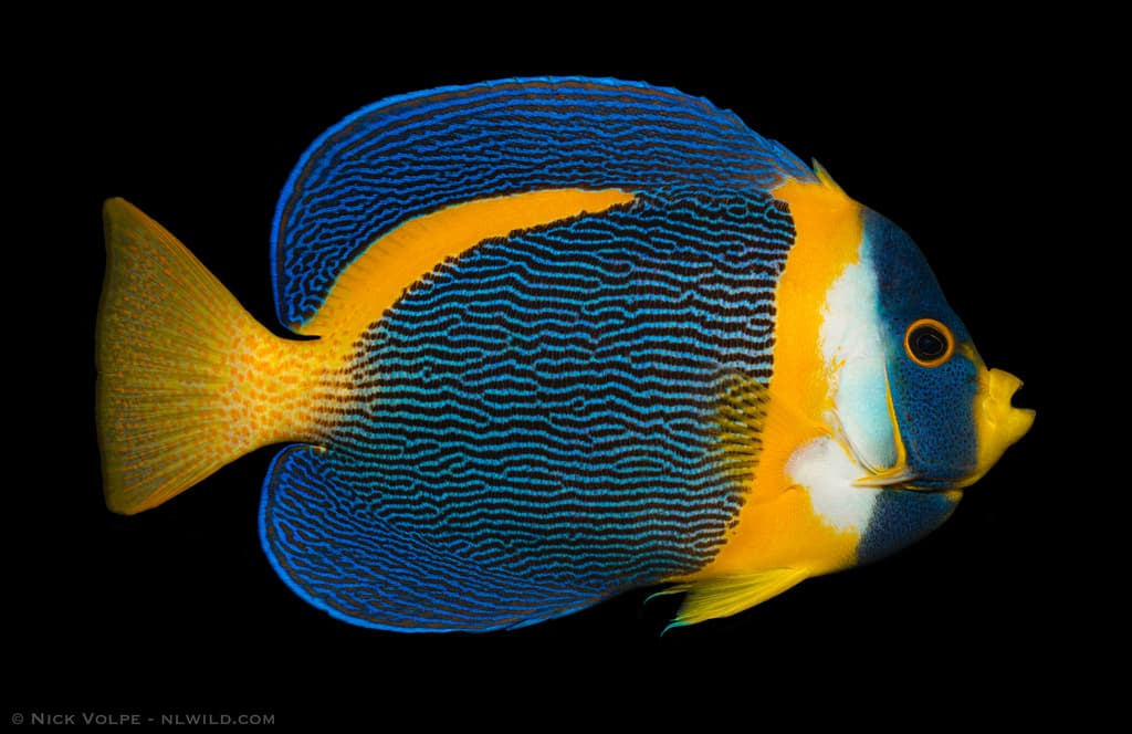 Scribbled Angelfish in a marine aquarium