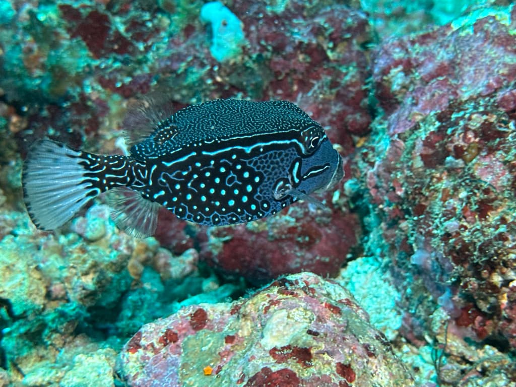 Scribbled Boxfish in a marine aquarium