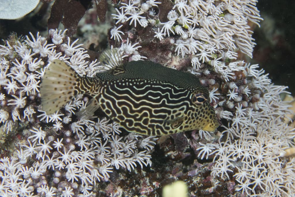 Scribbled Boxfish in a marine aquarium