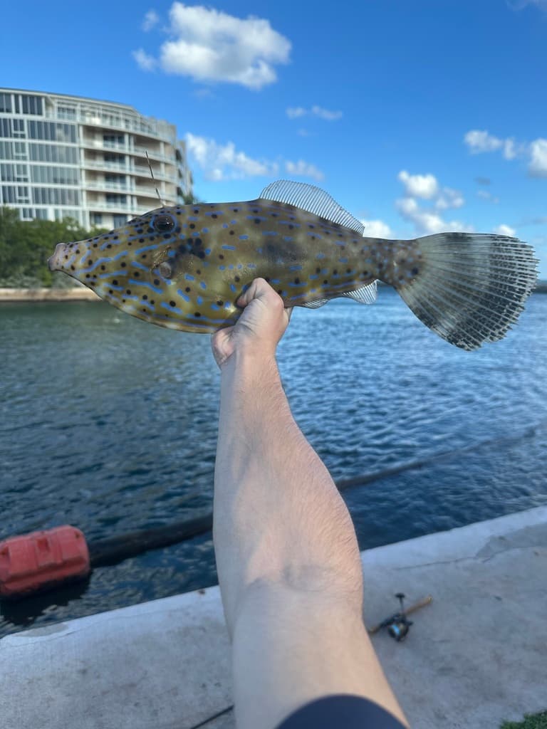Scribbled Filefish in a marine aquarium